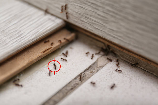 Best Bed Bug Extermination  in Freeland, MI