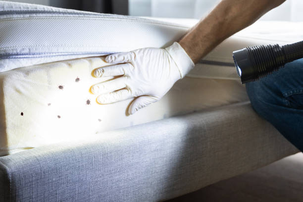 Best Local Pest Control Services  in Freeland, MI